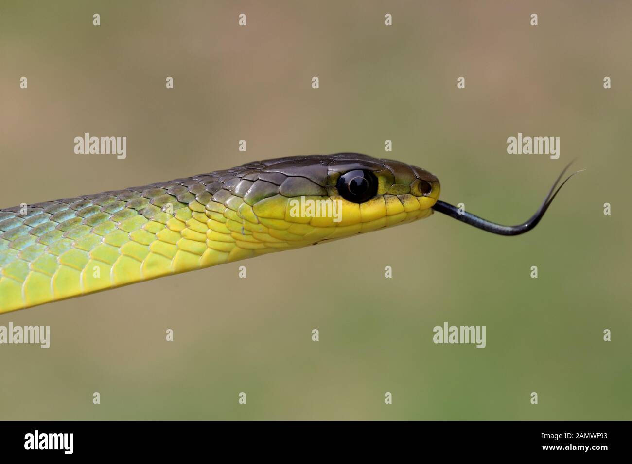 Common Tree Snake tasting the air with it's tongue Stock Photo