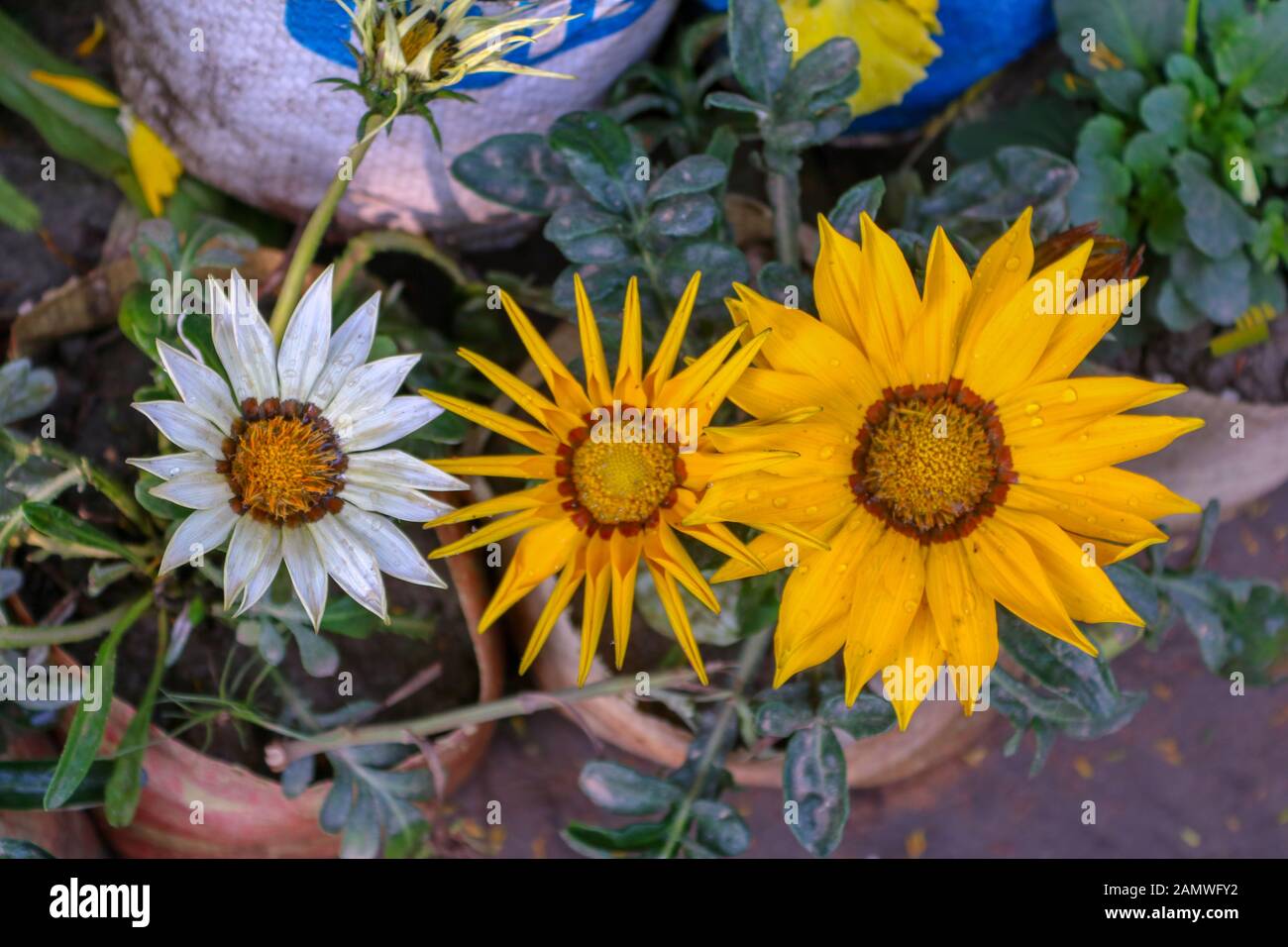 Cremanthodium ellisi, the Himalayan Mini Sunflower. Stock Photo
