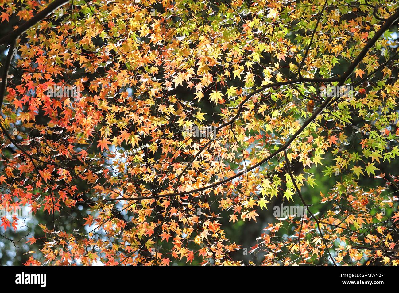 Maple leaf autumn leaves background Japan Stock Photo