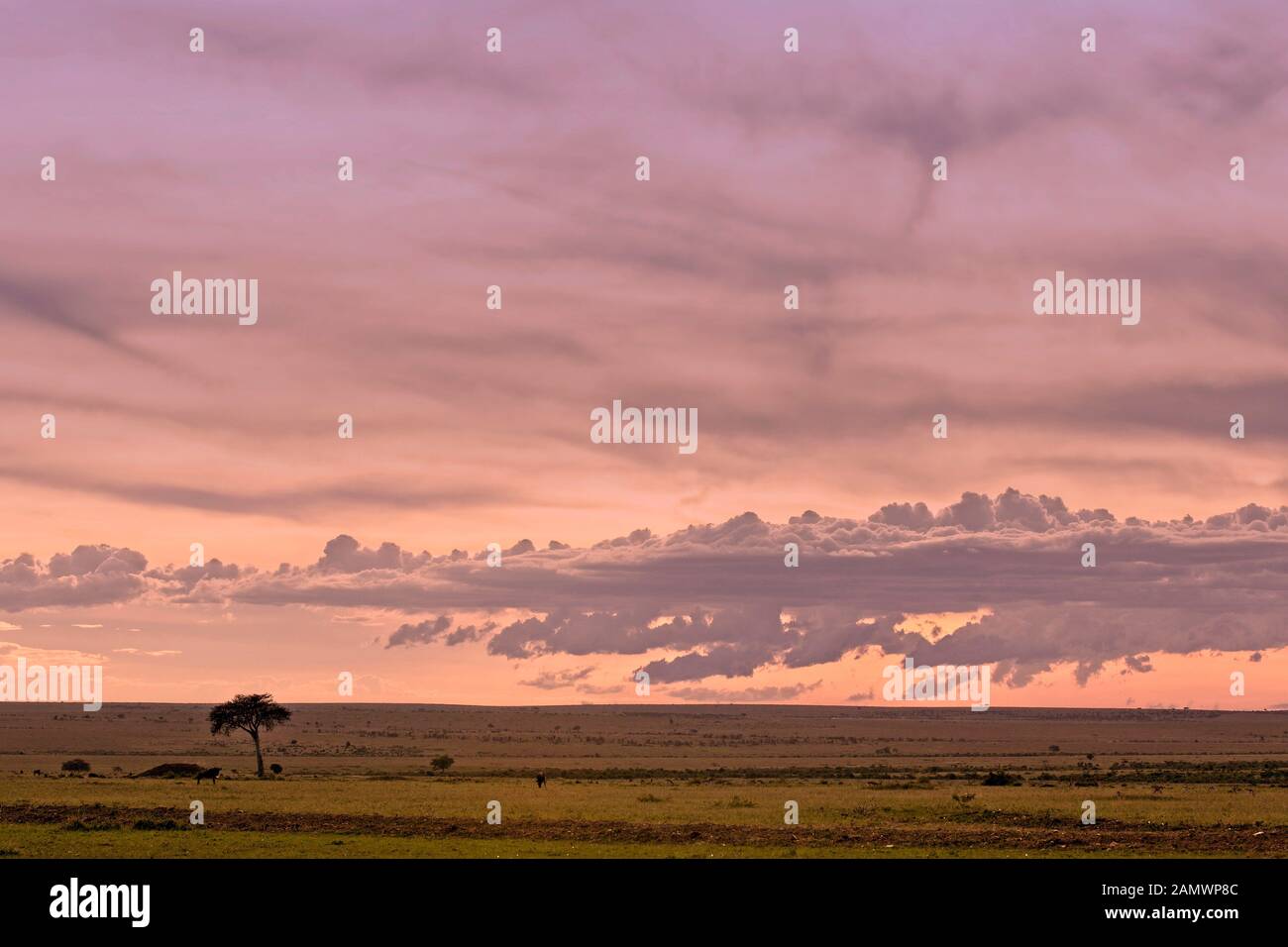 Maasai mara kenya landscape sunset hi-res stock photography and images ...