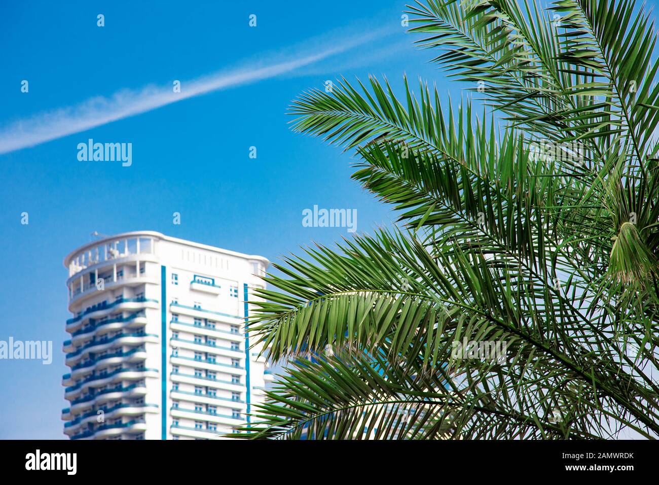 Green Palm Tree with Scyscraper Top on Blue Sky Stock Photo