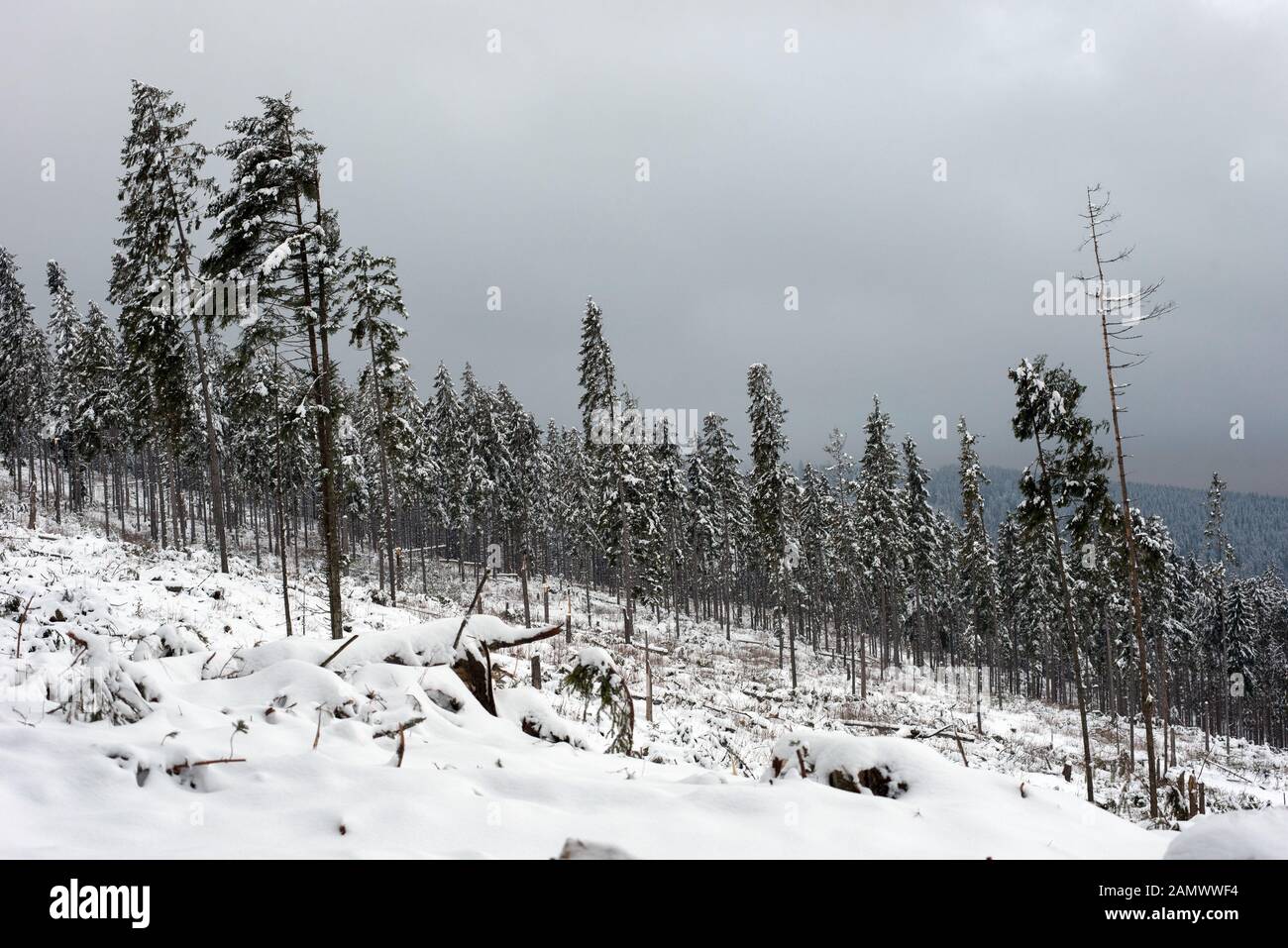 Winter pine tree forest destroyed, affected by a powerful snowstorm. Natural disaster Stock Photo