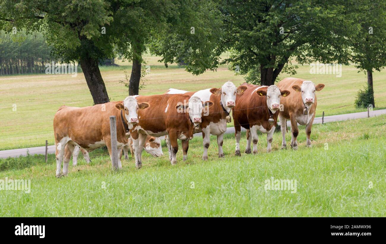 Group of five dairy cows in a green pasture. All of them are facing the camera, looking very curious. All cows are brown and white spotted. Stock Photo