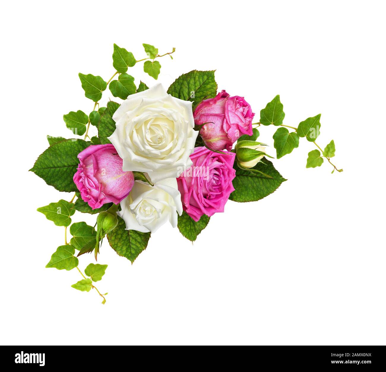 Pink and white rose flowers with ivy green leaves in a corner