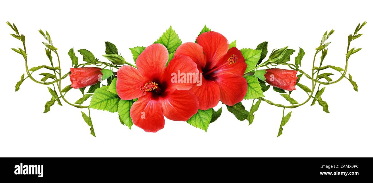 Bindweed sprigs and red hibiscus flowers with green leaves in a line arrangement isolated on white background Stock Photo