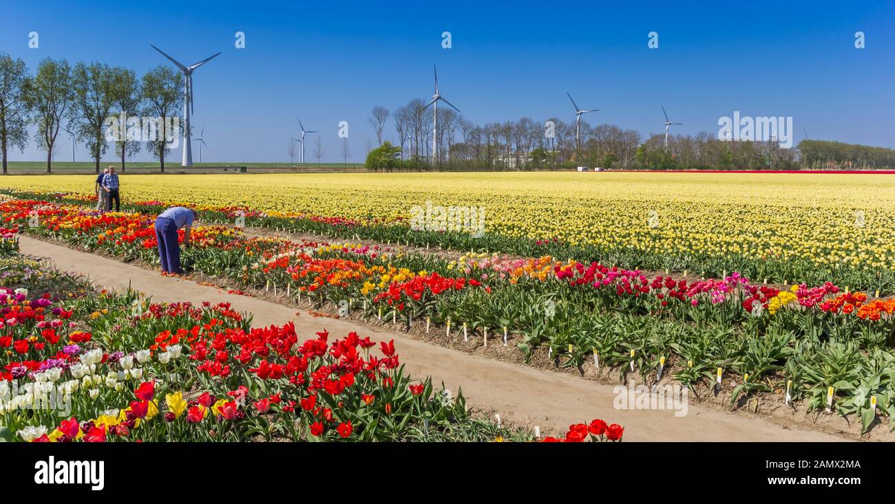 Panorama of tourists enjoying the tulip fields in Noordoostpolder, Holland Stock Photo
