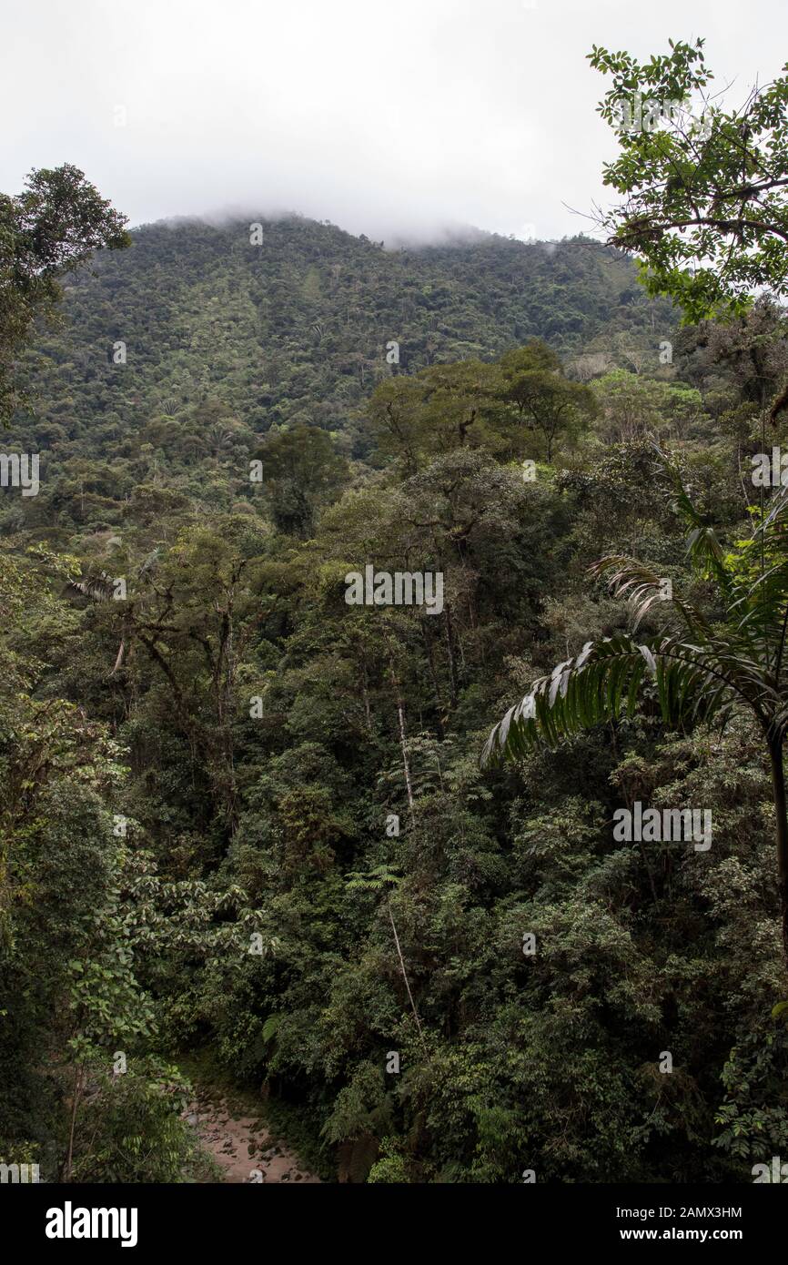 Primeval forest in the Bombuscaro area in the tropical Podocarpus National Park in the Andes at 1000 meter above sea level in Ecuador. Stock Photo