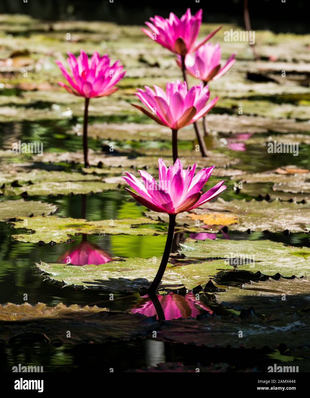 Colourful pink Water Lilies in a tropical pond. Stock Photo