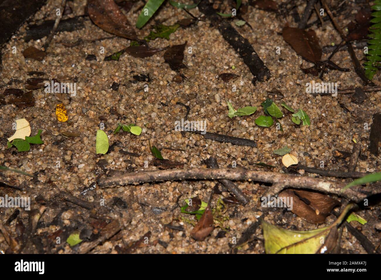 Leafcutter ants in the primeval forest in the tropical Podocarpus National Park in the Andes at 1000 meter above sea level in Ecuador. Stock Photo