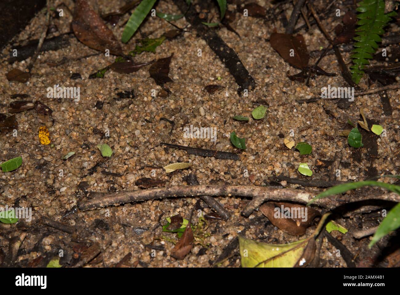 Leafcutter ants in the primeval forest in the tropical Podocarpus National Park in the Andes at 1000 meter above sea level in Ecuador. Stock Photo