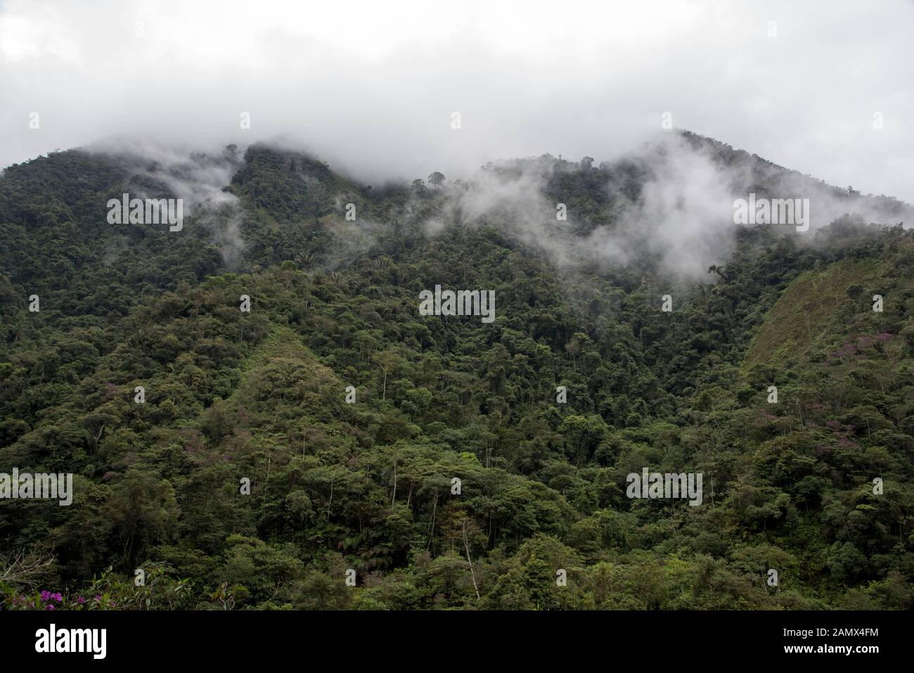Primeval forest in the Bombuscaro area in the tropical Podocarpus National Park in the Andes at 1000 meter above sea level in Ecuador. Stock Photo