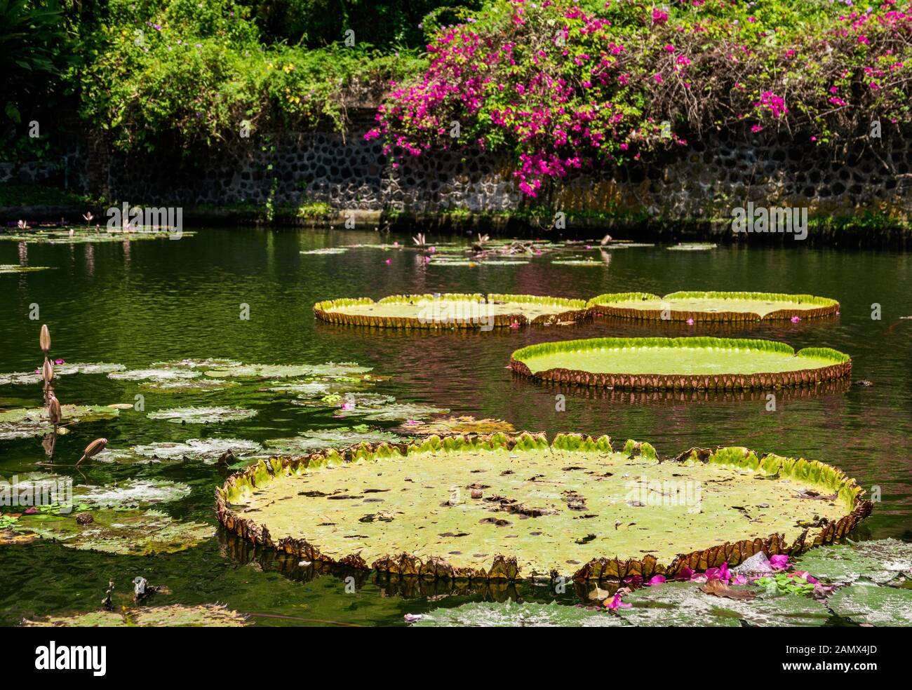 Giant lily pads floating on the water Stock Photo