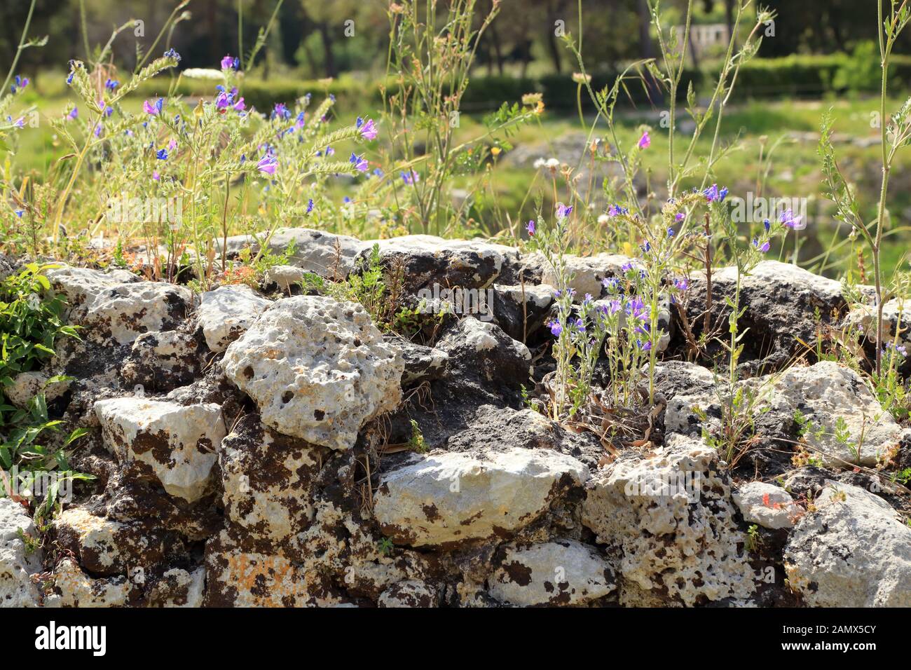 Stone wall with wild flowers Stock Photo