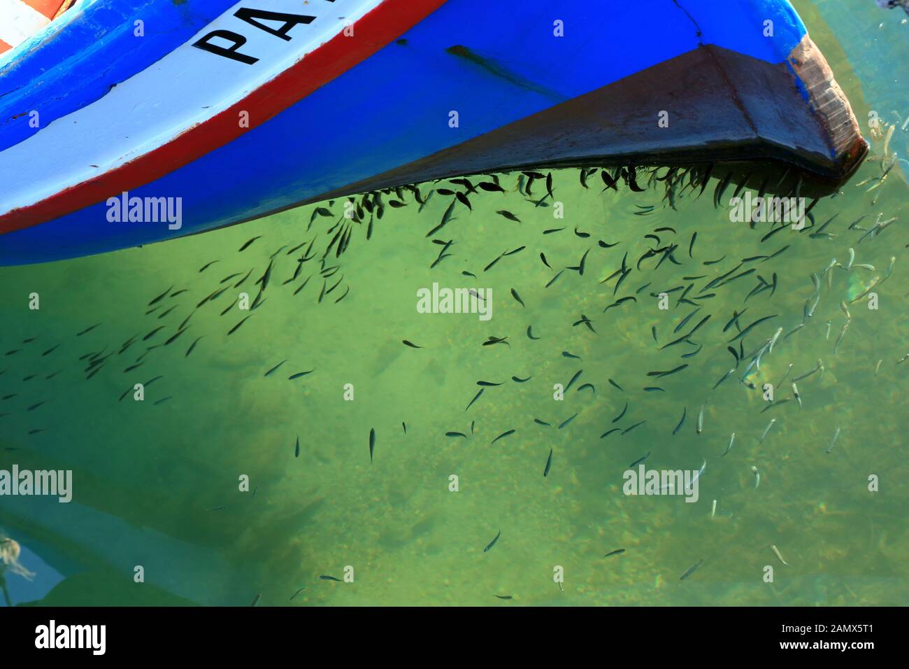 Small fish swarm under fishing boat. Stock Photo