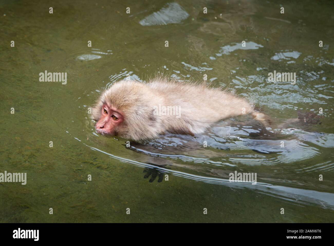 Japanese Macaque monkey swimming in the hot spring in the Jigokudani (means Hell Valley) snow monkey park in Nagano Japan Stock Photo