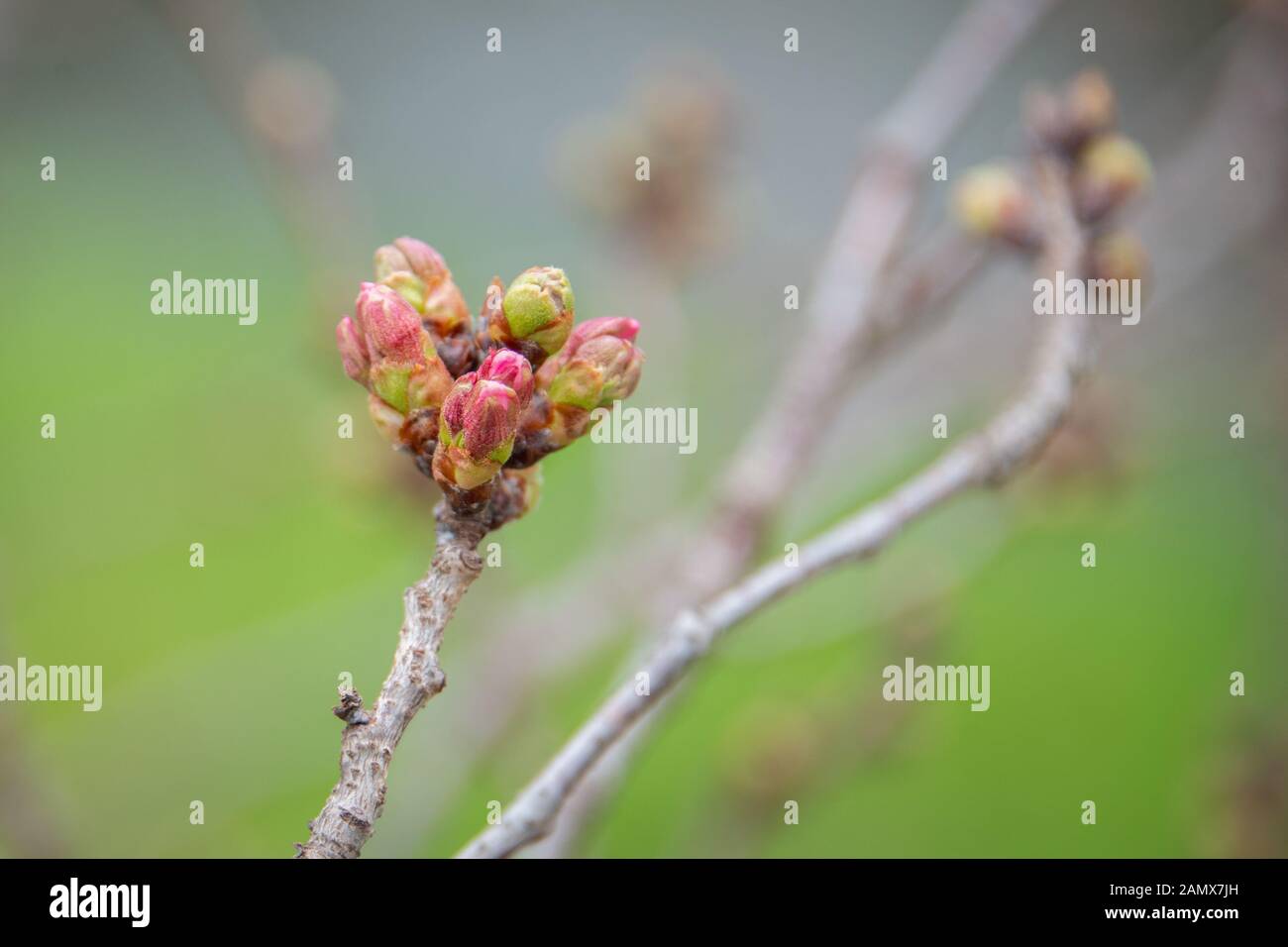 Cherry blossom and bud Stock Photo Alamy