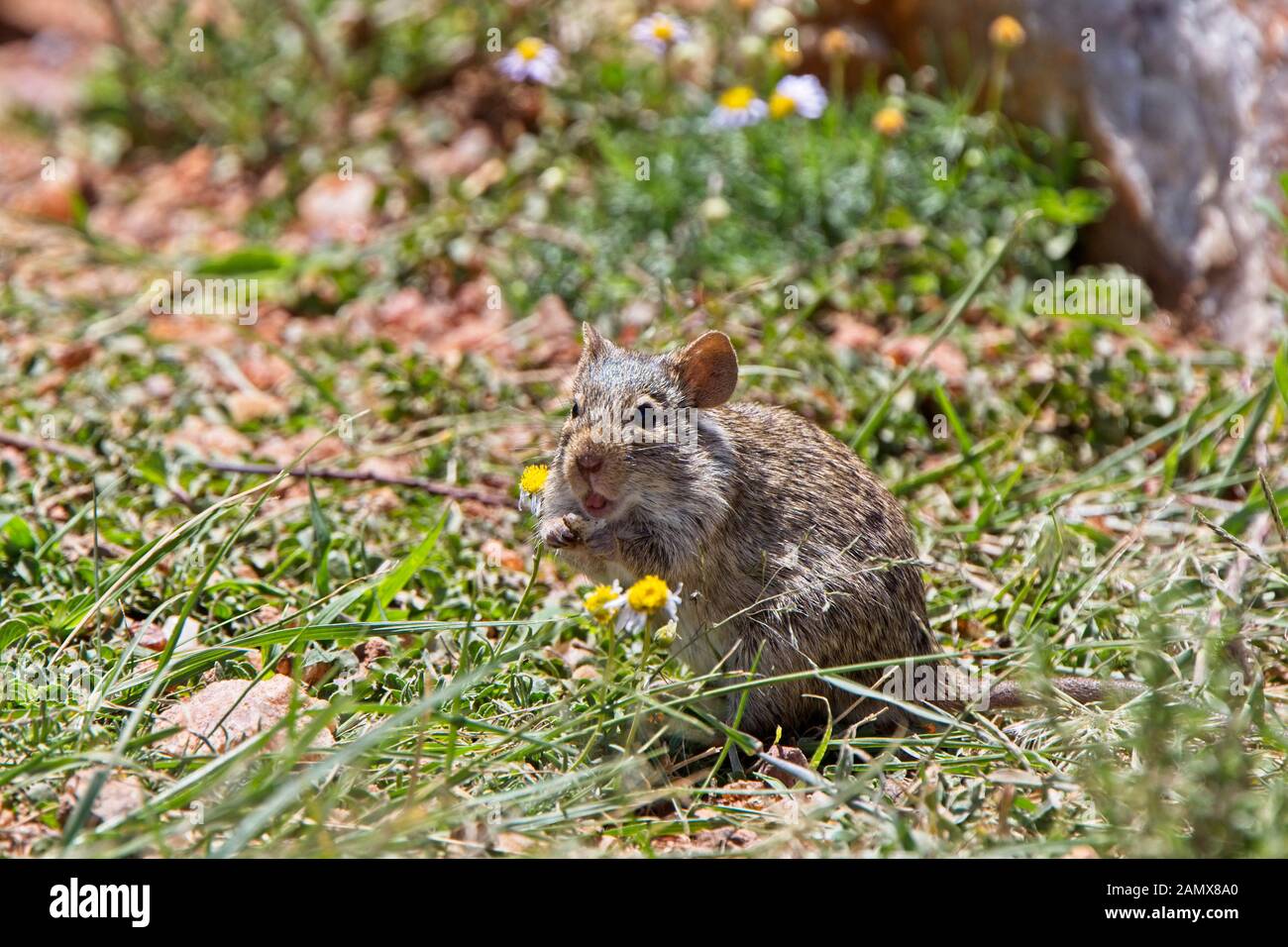 Grass rat hires stock photography and images Alamy
