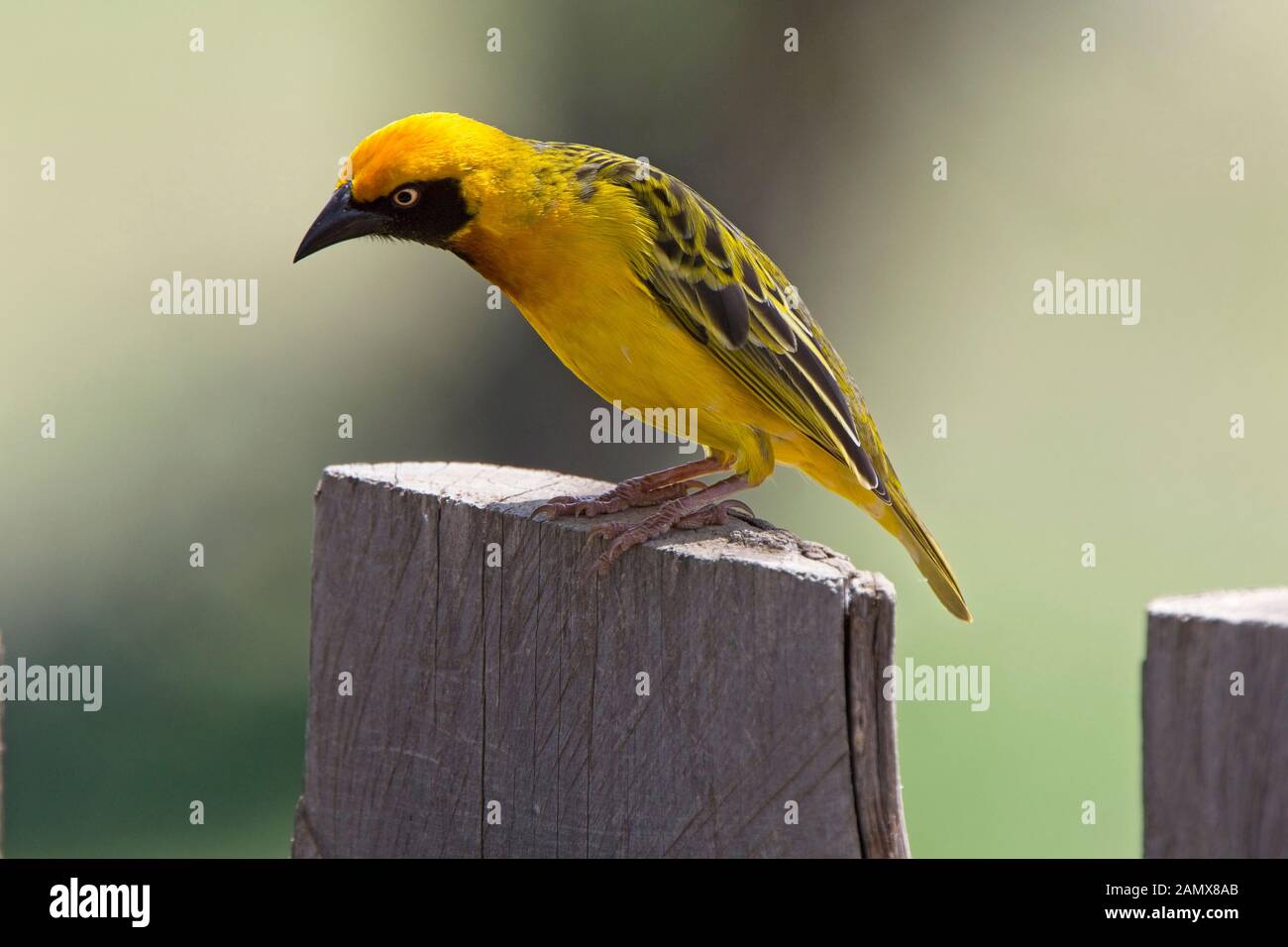 Speke's Weaver (Ploceus spekei) male perched on a fence, Nairobi, Kenya. Stock Photo