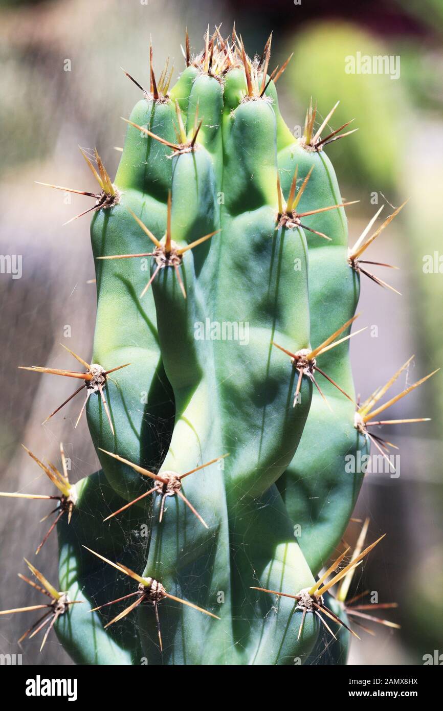Kaktus browningia hertlingiana Stock Photo