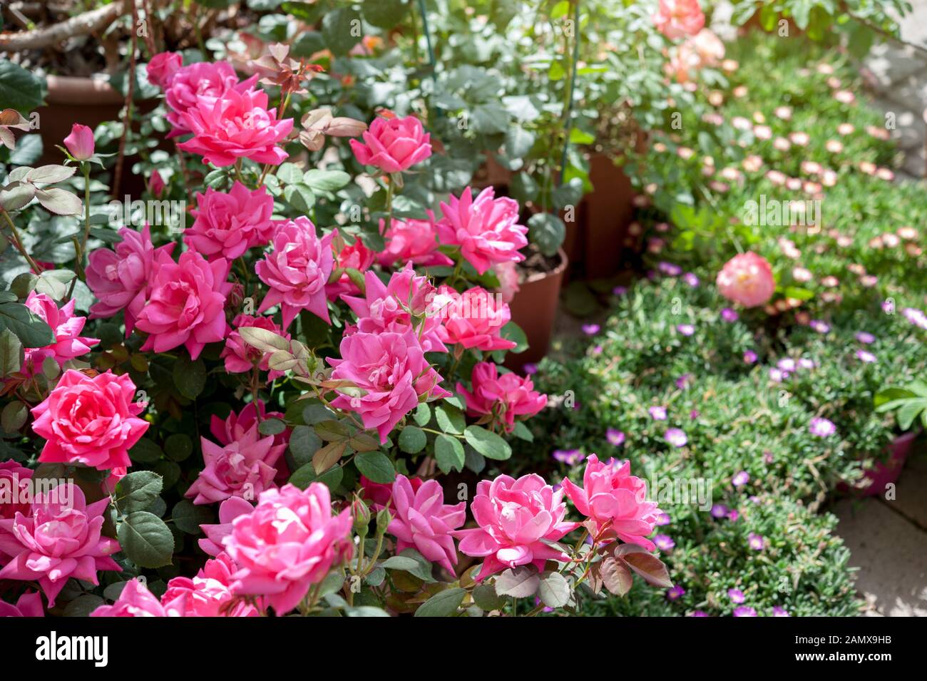 A blooming shrub of "Pink Double Knock Out" roses, in a garden Stock