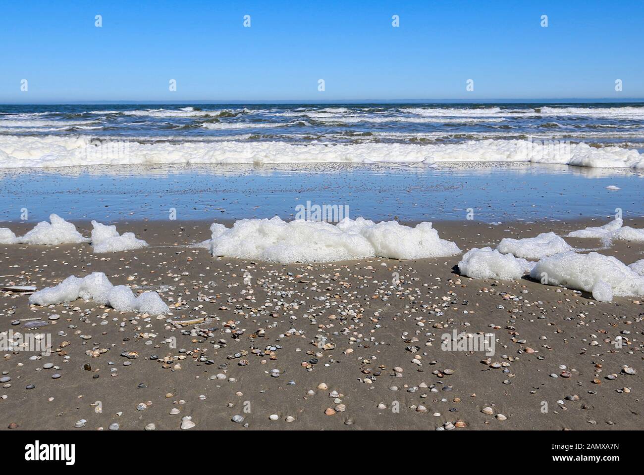 The colonies of foam algae (Phaeocystis globosa) are growing steadily. It is man's fault ... Stock Photo