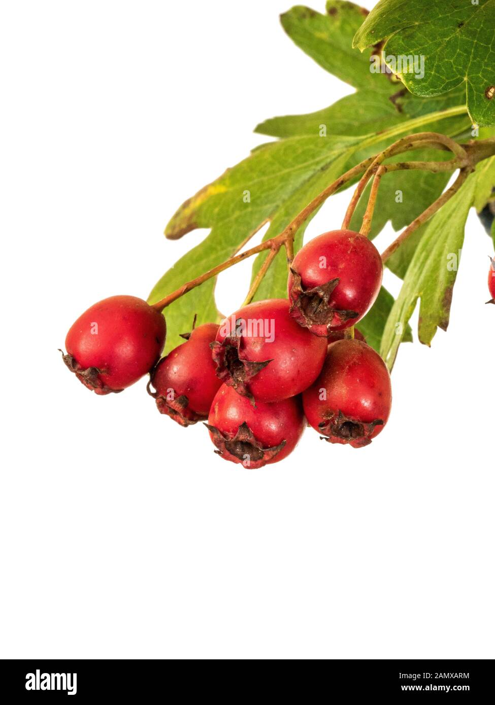 A close up of the bright red berries of hawthorn - Crataegus monogyna against a clear white background Stock Photo