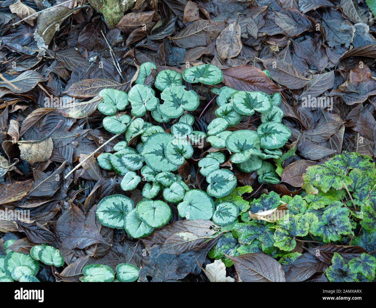 The fresh green and silver leaves of Cyclamen coum providing winter interest against a background of fallen leaves Stock Photo