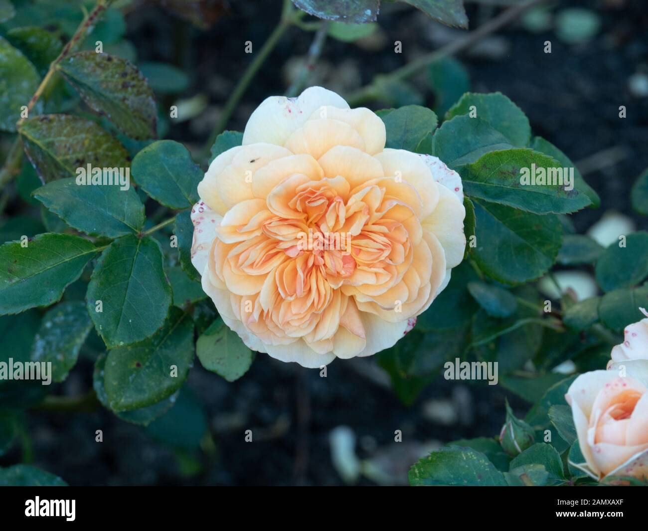 A close up of a single peach coloured flower of Rose Port Sunlight Stock Photo