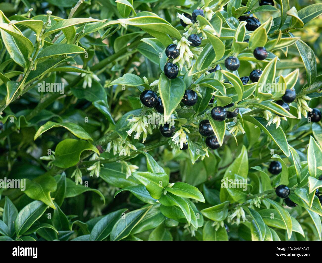 A plant of  dwarf sweet box - Sarcocca humilis showing the cream flowers and shiny black fruits Stock Photo
