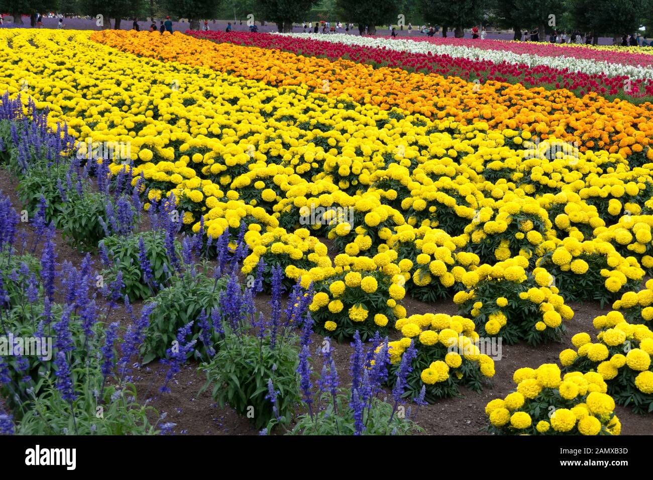 https://c8.alamy.com/comp/2AMXB3D/view-of-flower-field-at-farm-tomita-famous-tourist-attraction-in-nakafurano-hokkaido-japan-asia-flowers-blossoming-in-fields-2AMXB3D.jpg