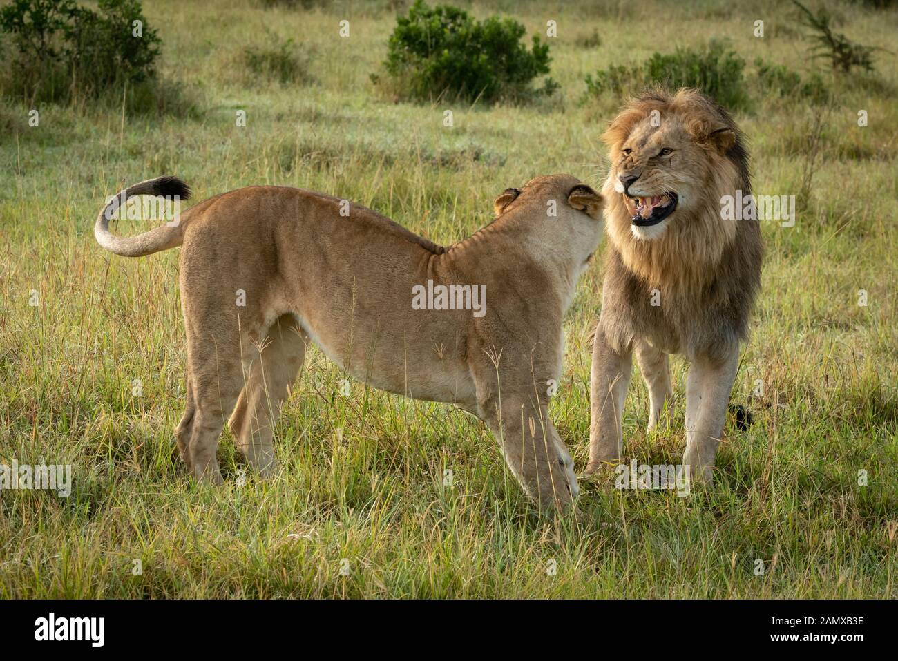 Lion stands growling at lioness in grass Stock Photo - Alamy