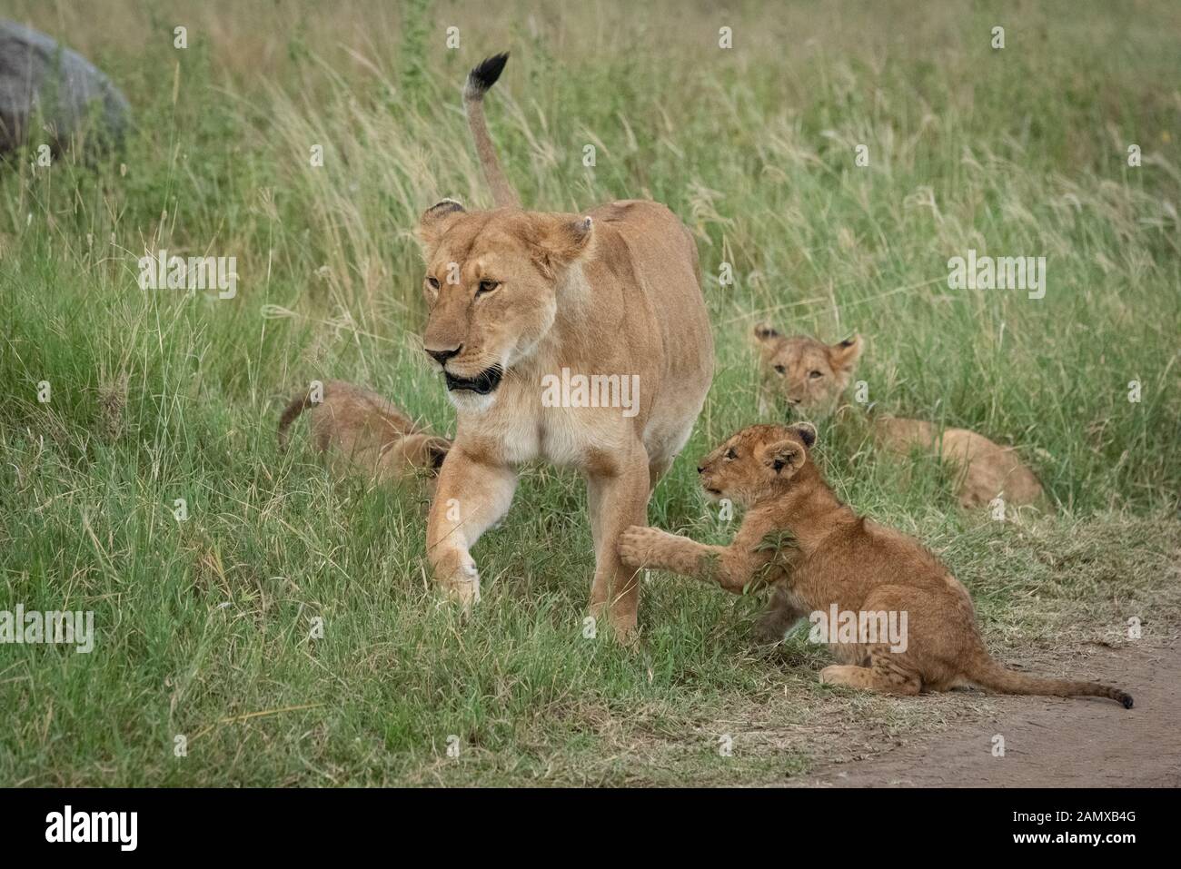 Playful lioness panthera leo hi-res stock photography and images - Alamy