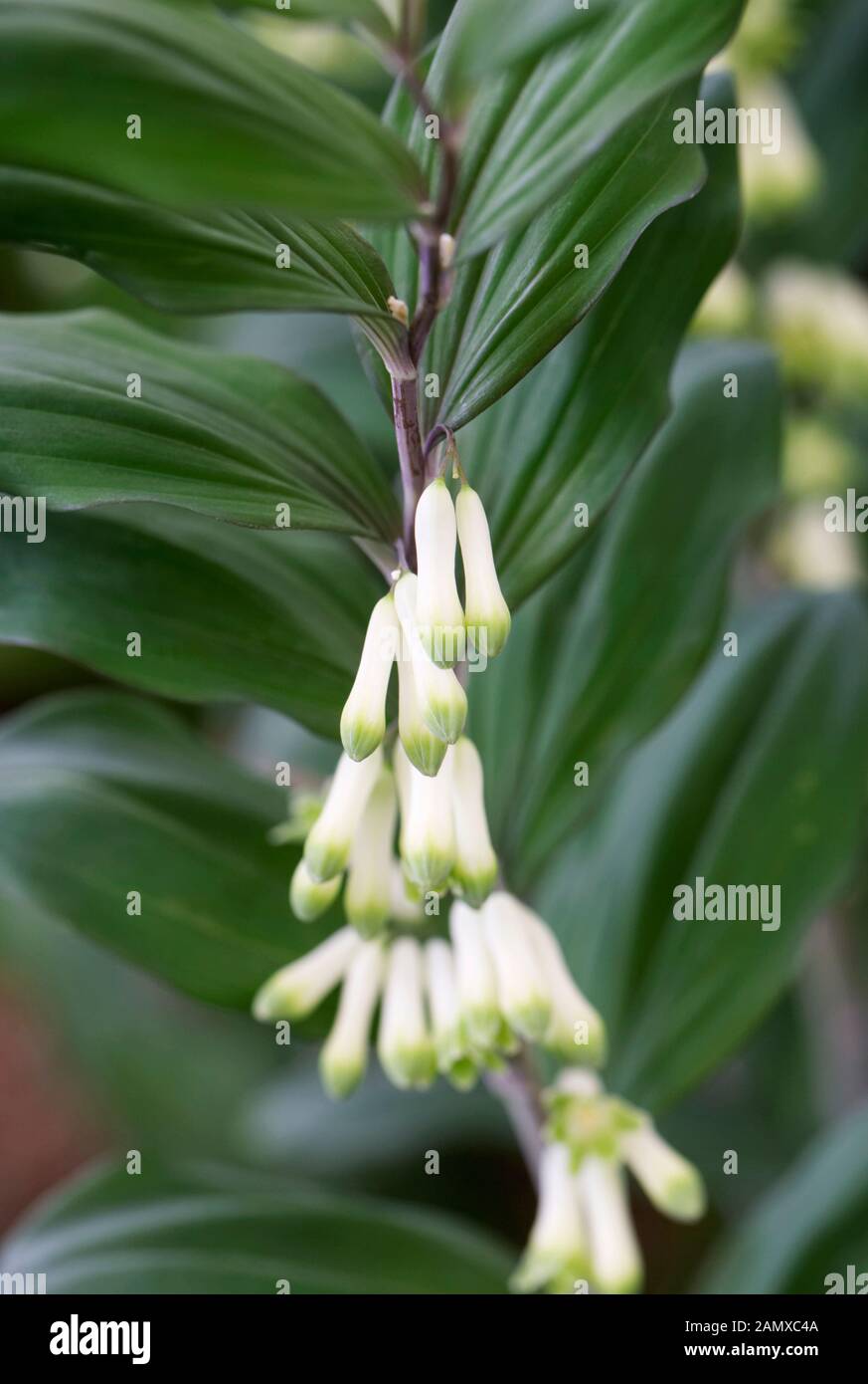 Polygonatum x hybridum 'Betberg' flowers. Solomon’s Seal ‘Betberg’ Stock Photo