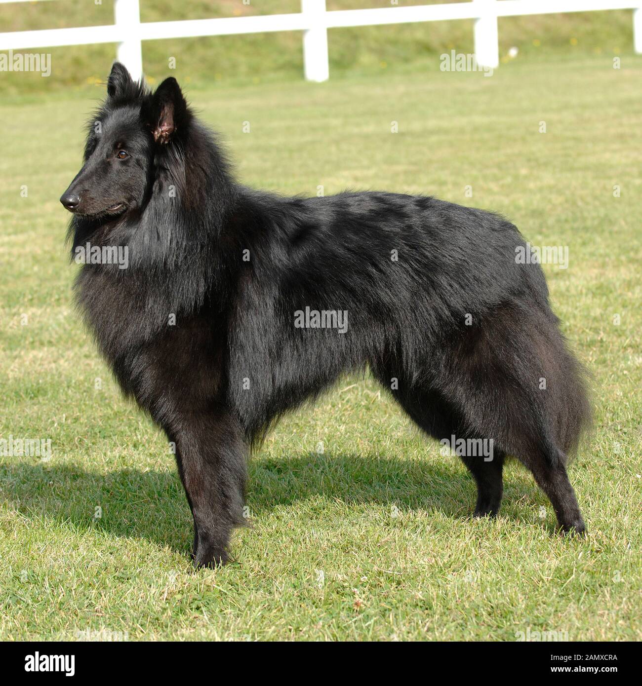belgian shepherd dog Stock Photo