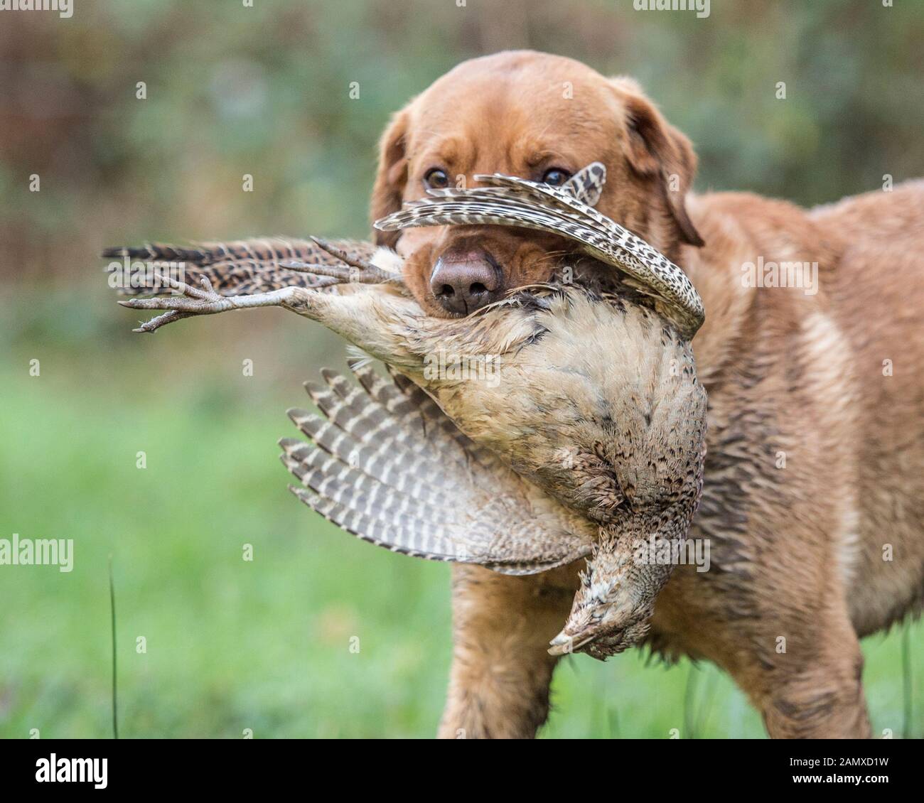 yellow labrador retriever with a shot dead pheasant Stock Photo