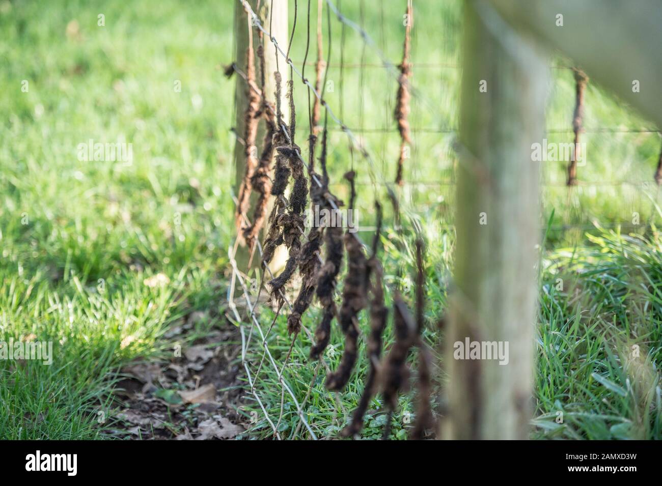 sheeps wool on wire fence Stock Photo
