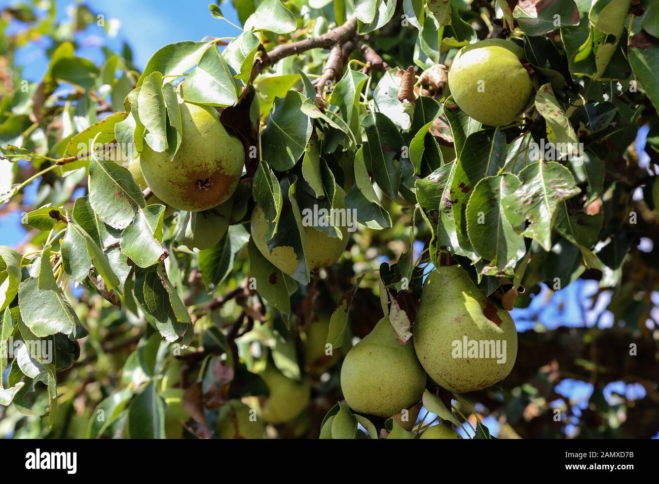 Green wild pears ripen on a tree by the road. Stock Photo
