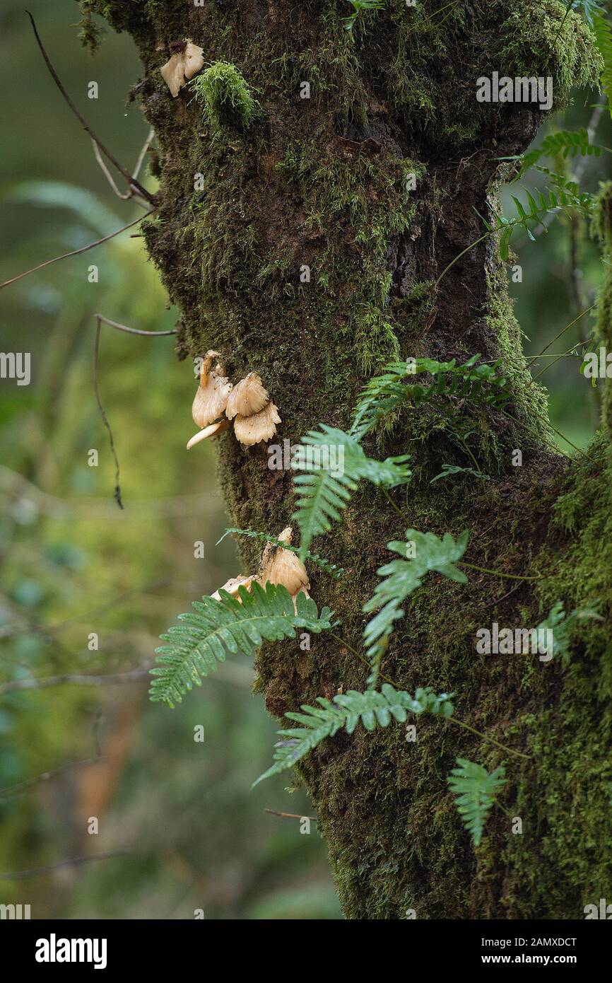 ferns  and fungus growing on tree trunk Stock Photo
