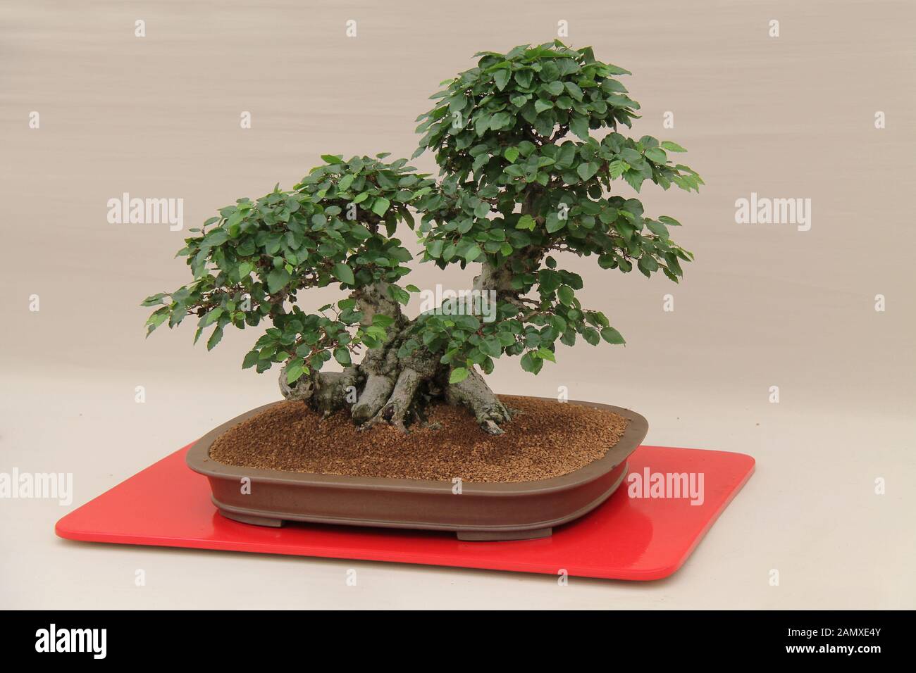 Un vero albero in miniatura stile Bonsai giapponese Foto stock - Alamy