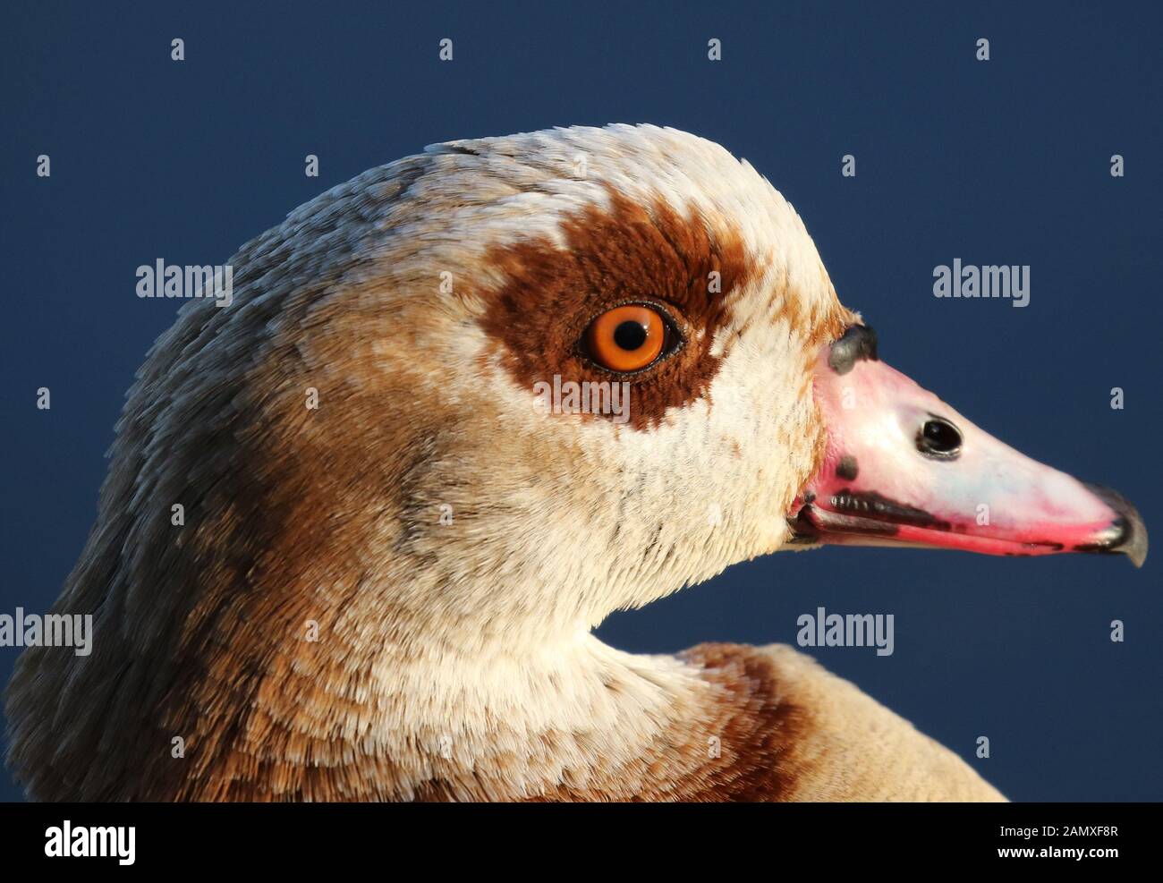 Head shot of an Egyptian Goose, (Alopochen Aegyptiaca), Attenborough Nature Reserve, Nottinghamshire, UK. Stock Photo