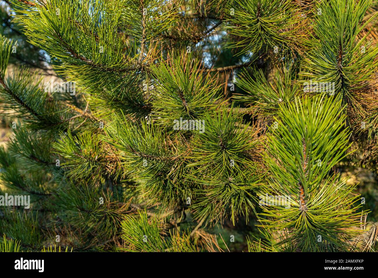 Fresh green close-up of pine tree Stock Photo - Alamy