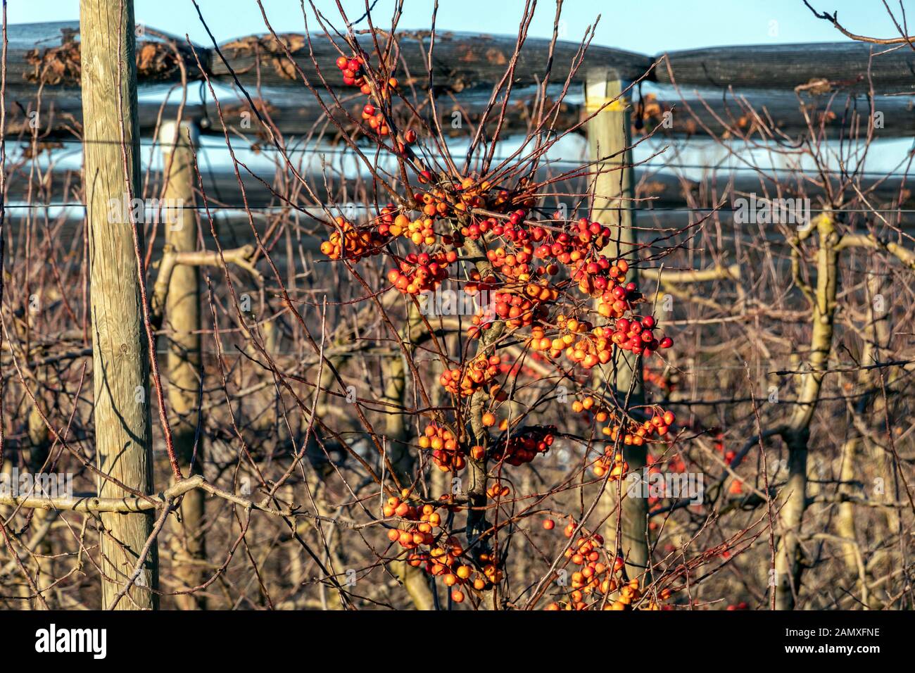 Lowboy hires stock photography and images Alamy