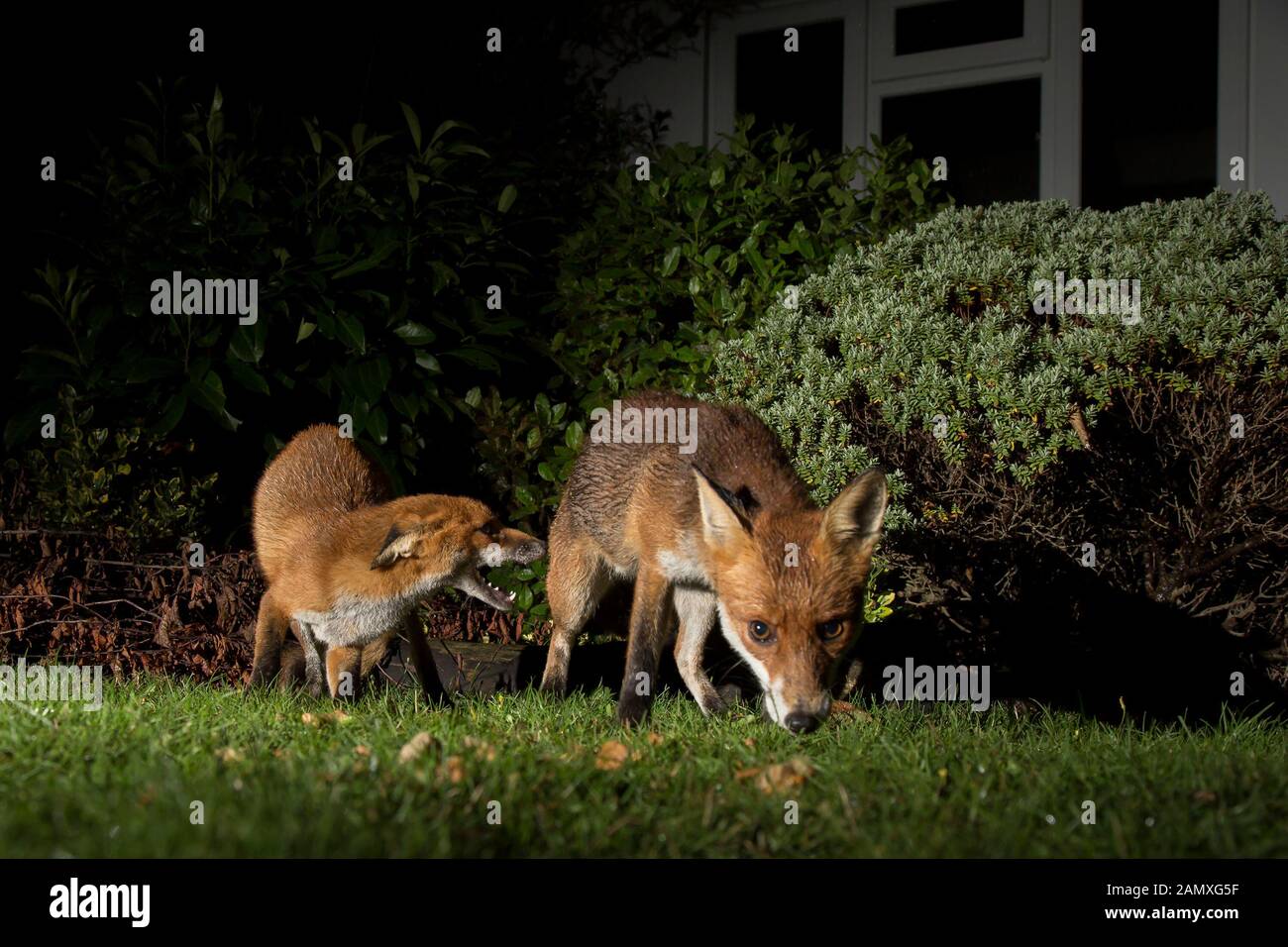 Close up front view of wild hungry urban UK red foxes (Vulpes vulpes) isolated in the dark, foraging for food in UK garden at night, lit by spotlight. Stock Photo