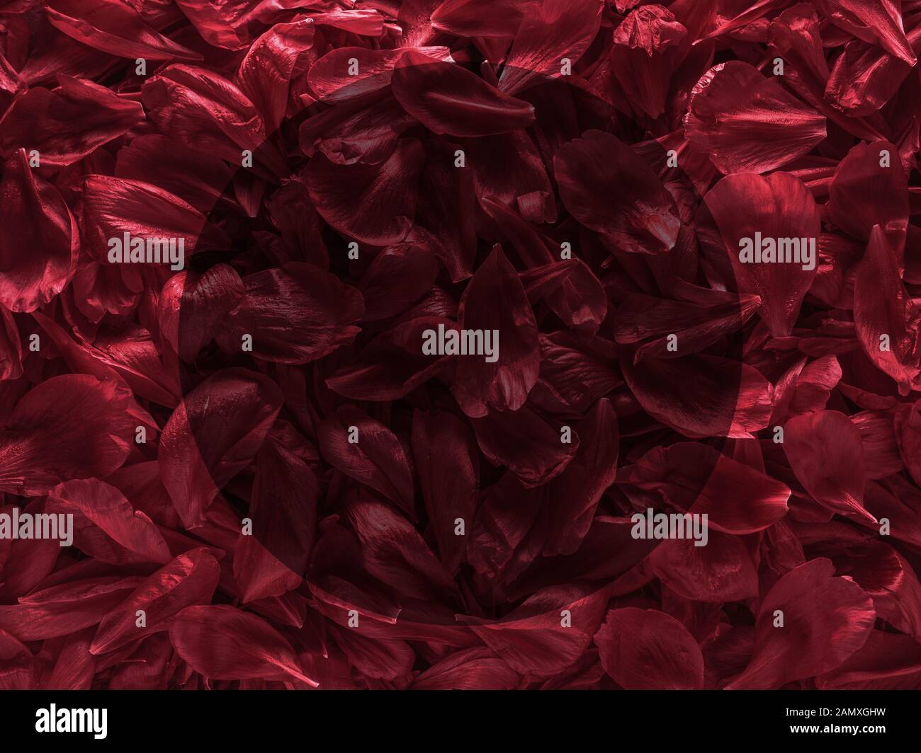 Background of red peony petals. Bright saturated red purple peony pattern background. Burgundy floral texture can use as wallpaper, card design Stock Photo