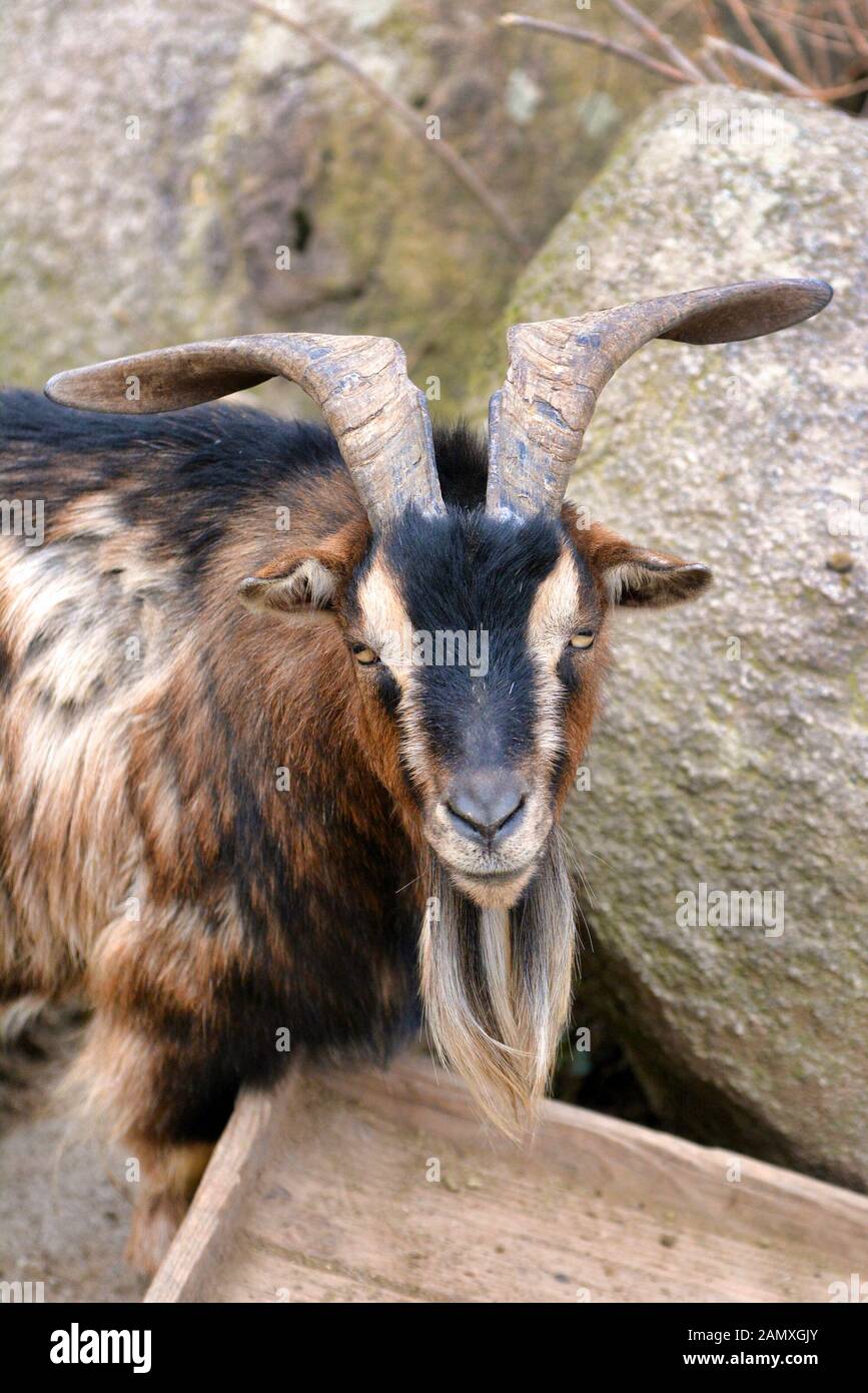 Brown and black male American Pygmy achondroplastic goat, also called