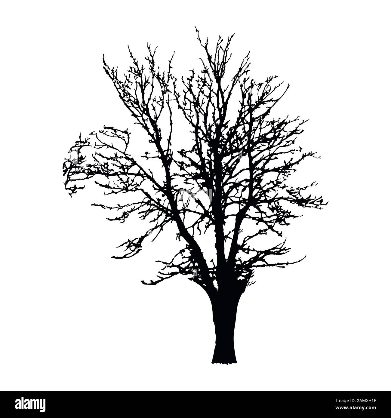 Realistic tree silhouette isolated on white background. Black ...