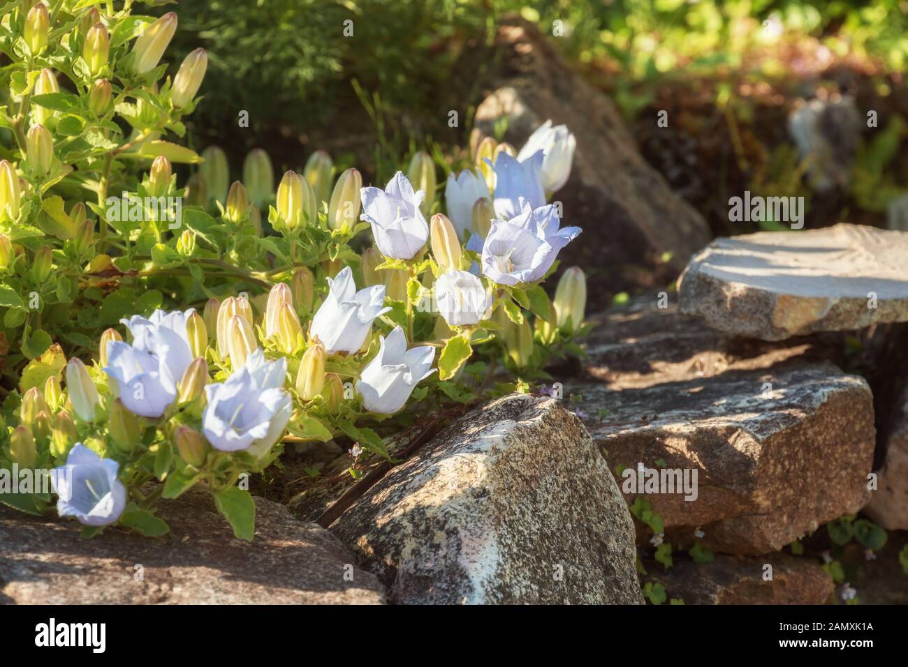 Campanula flowers. Fragment of the garden, white bellflower spreads over stones along path Stock Photo
