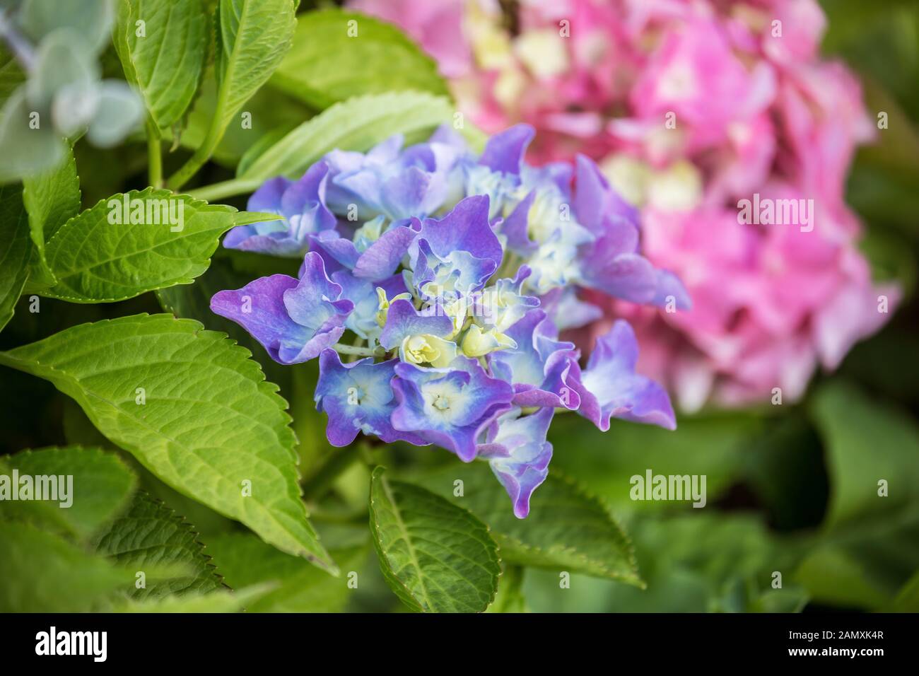 White pink flower hydrangea hi-res stock photography and images - Alamy