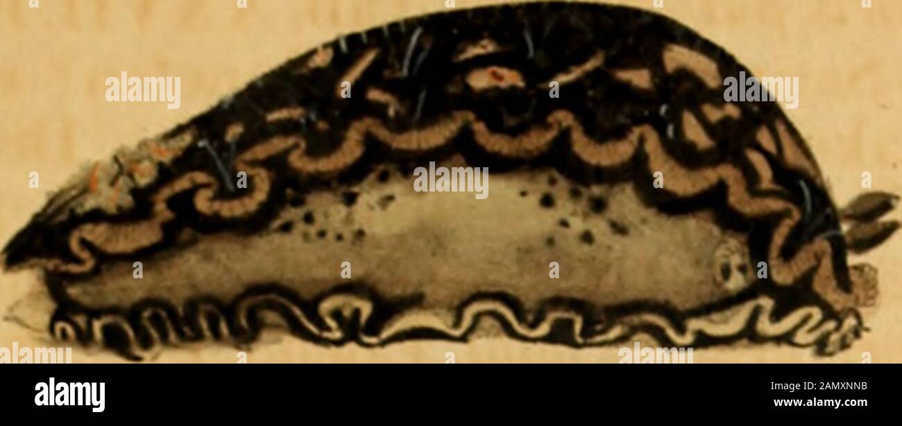 Nova acta . iihr so gross, als die TOrhergebende Art