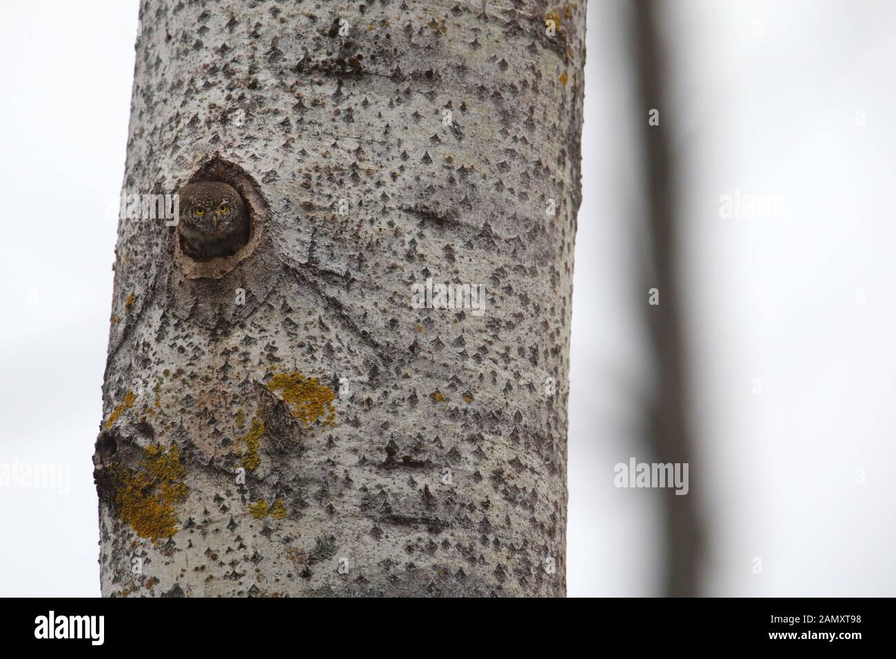 Pygmy Owl (Glaucidium passerinum) peeking out of the nest in aspen tree. Europe Stock Photo